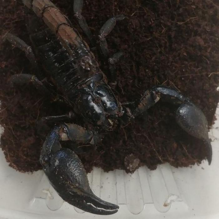 Heterometrus cyaneus