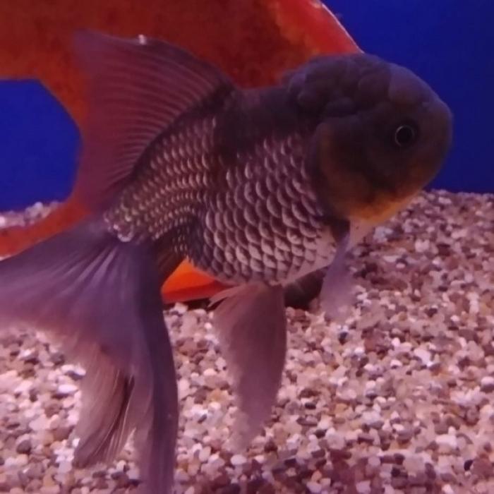 oranda blue