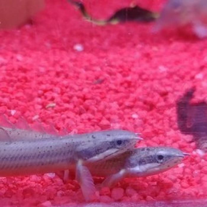 Polypterus senegalensis