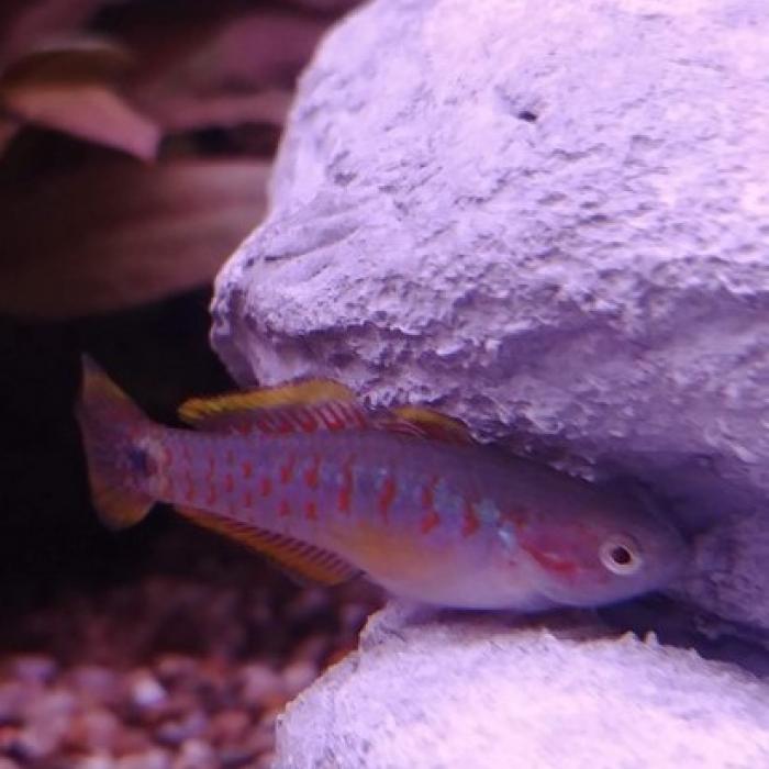 Tateurdina ocellicauda