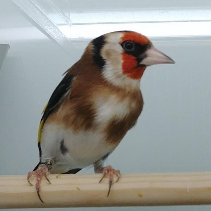 Carduelis carduelis