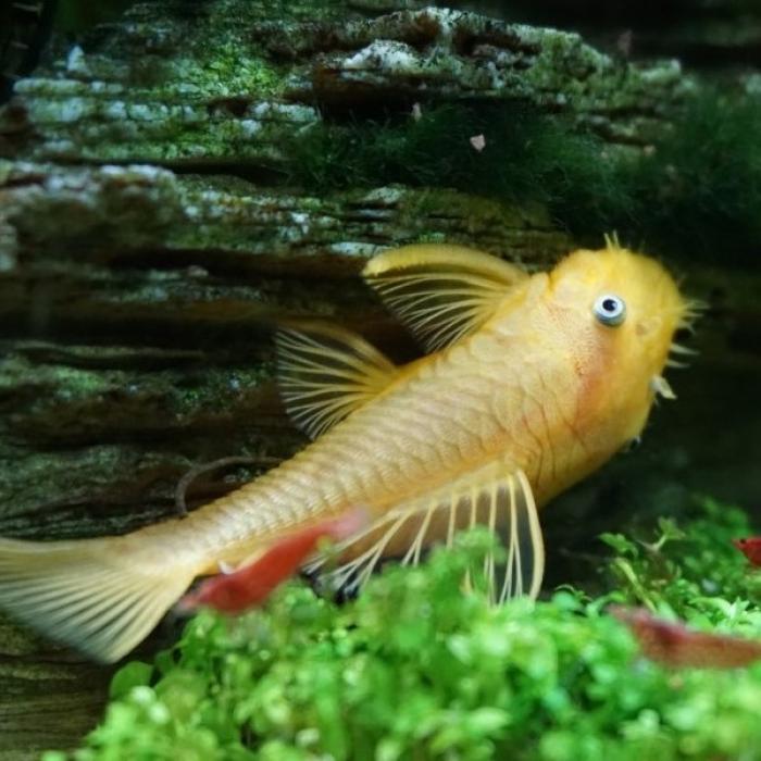 L-144 Ancistrus cf. cirrhosus