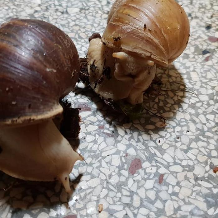 achatina achatina