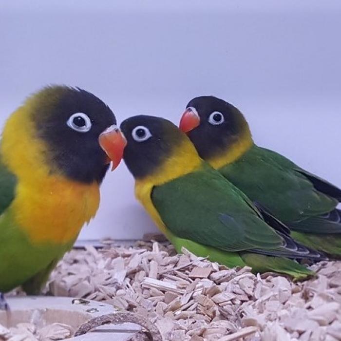 agapornis personata