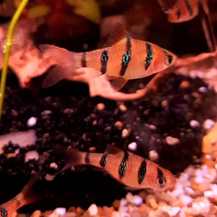 Puntius pentazona