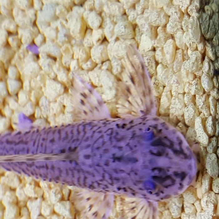 L-010 Rineloricaria lanceolata 