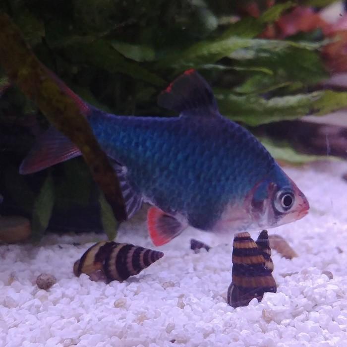 Capoeta tetrazona (green)