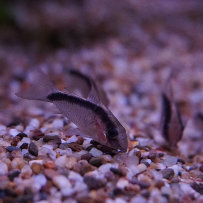 Corydoras arcuatus