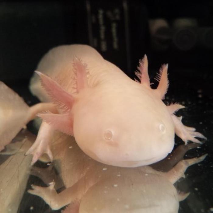 Axolotl (Albino)