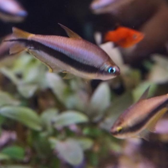 Nematobrycon palmeri