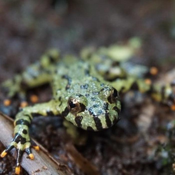 Bombina orientalis