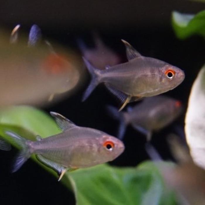 Hyphessobrycon pulchripinnis