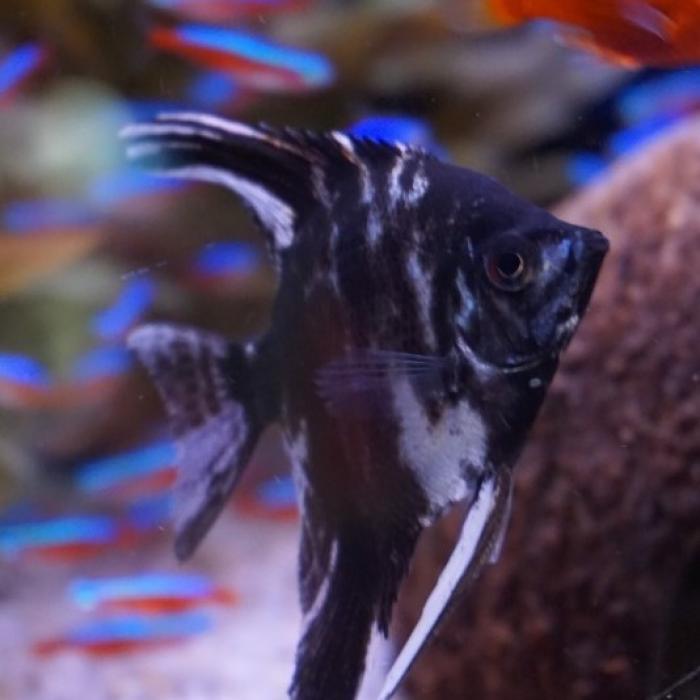Pterophyllum scalare marble