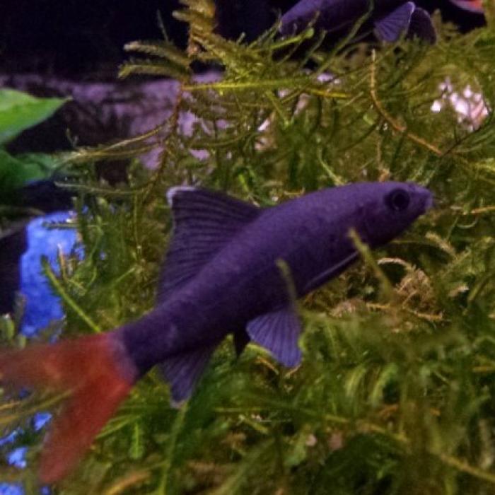 Labeo bicolor