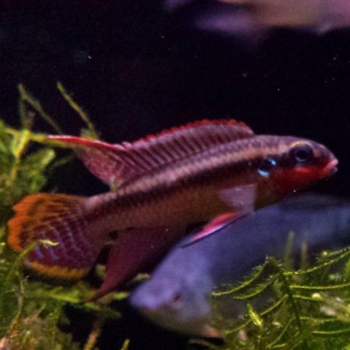 Pelvicachromis taeniatus nigeria red (man)