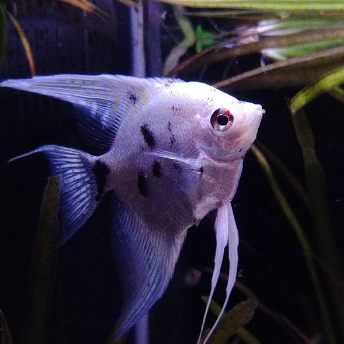 pterophyllum scalare (platina marmer)