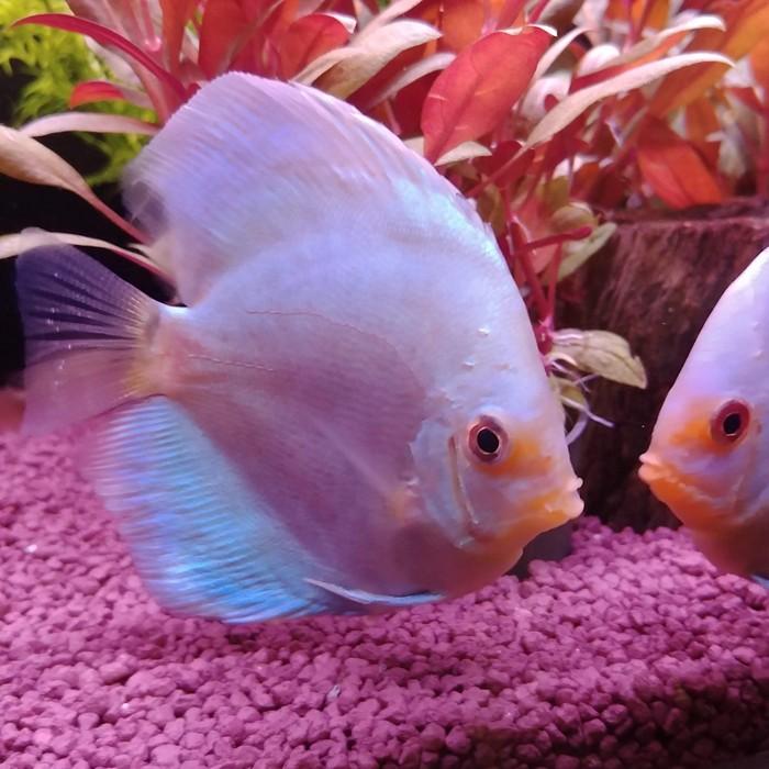 discus diamond blue