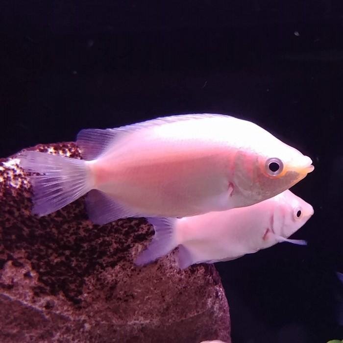 Helostoma temmincki