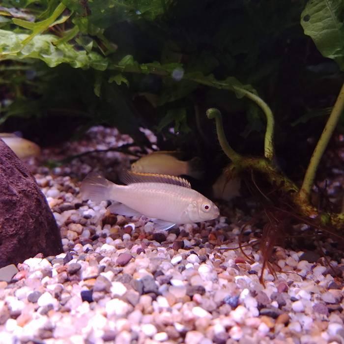 Pelvicachromis kribensis albino (man)