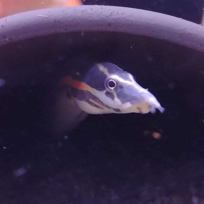 Mastacembelus erythrotaenia