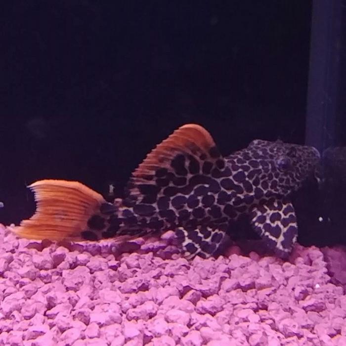 Pseudacanticus leopardus