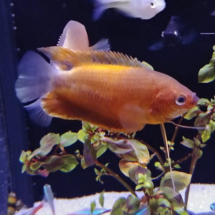 Colisa labiosa oranje