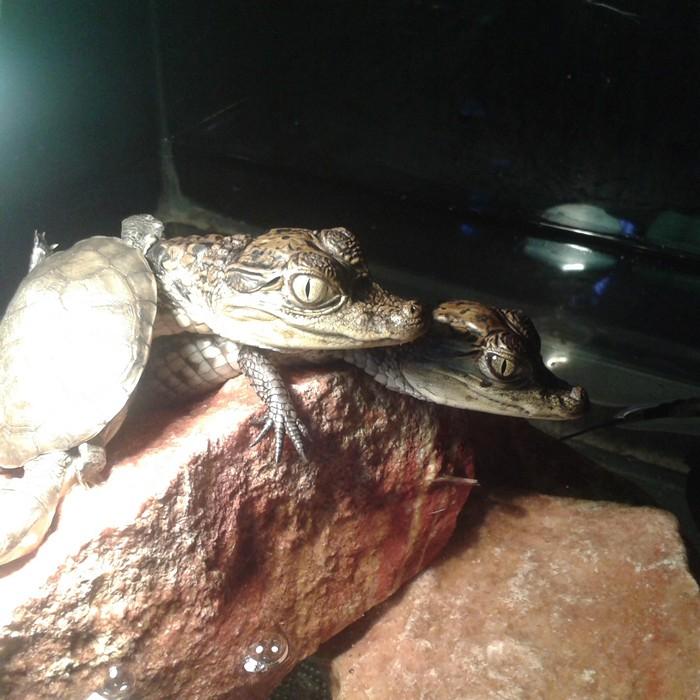 Caiman crocodilus