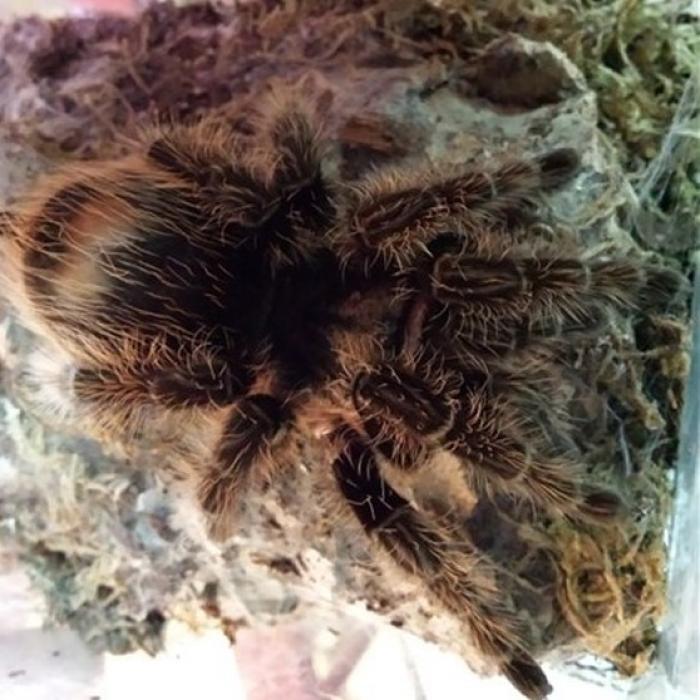 Brachypelma albopilosum