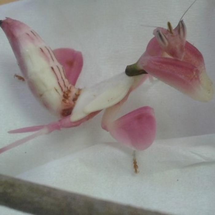 Hymenopus coronatus