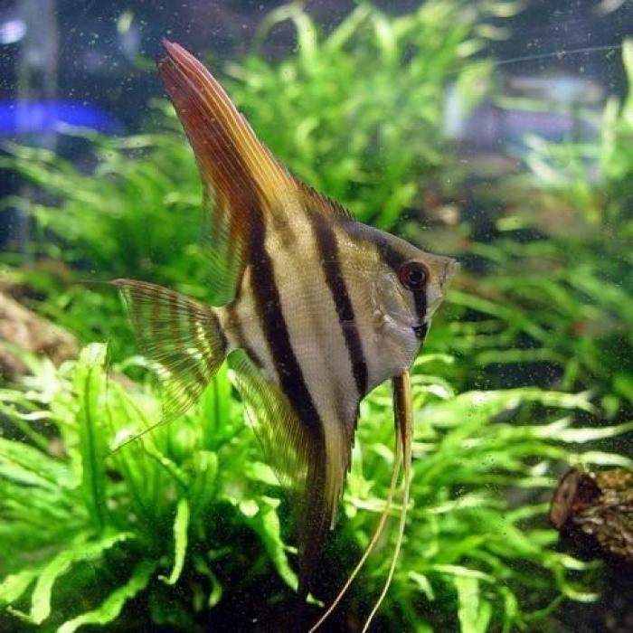 Pterophylum scalare (blank)