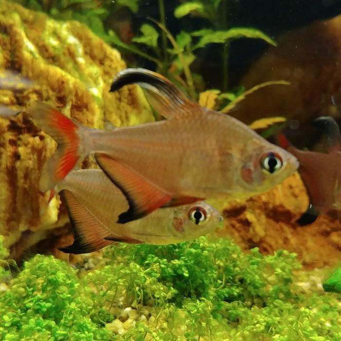 Hyphessobrycon robertsi (man)