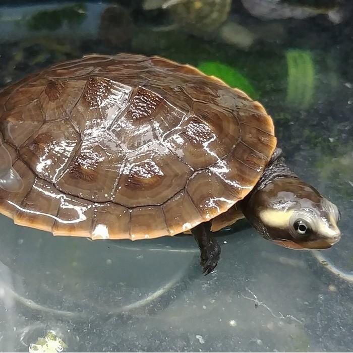Emydura subglobosa