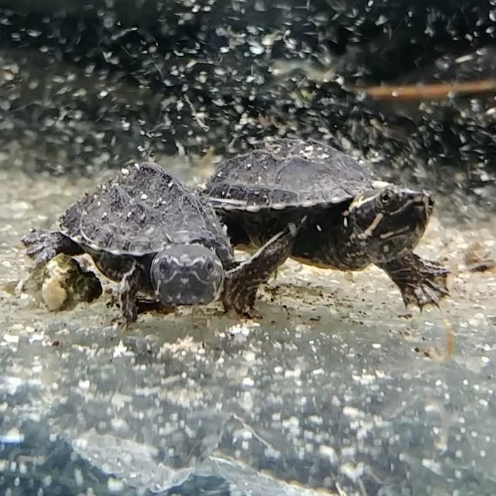 Sternotherus odoratus