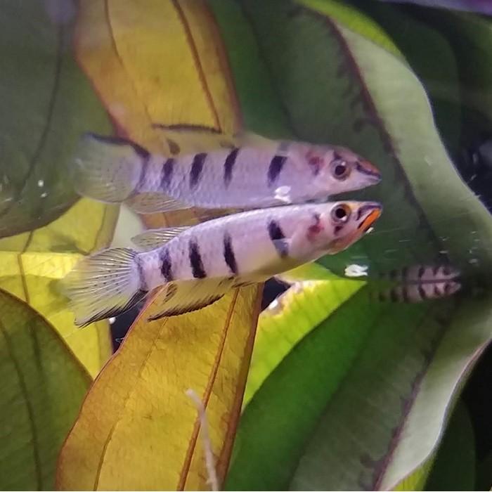 Epiplatys dageti