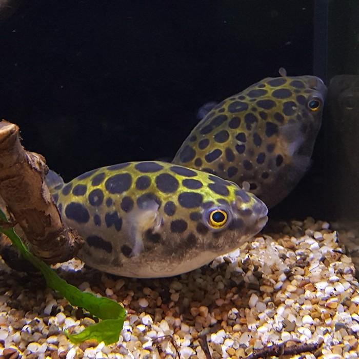 Dichotomyctere nigroviridus
