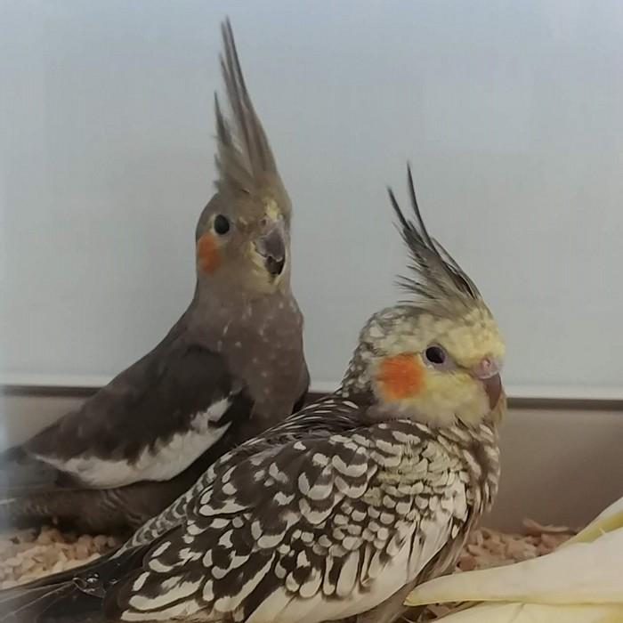 Nymphicus hollandicus