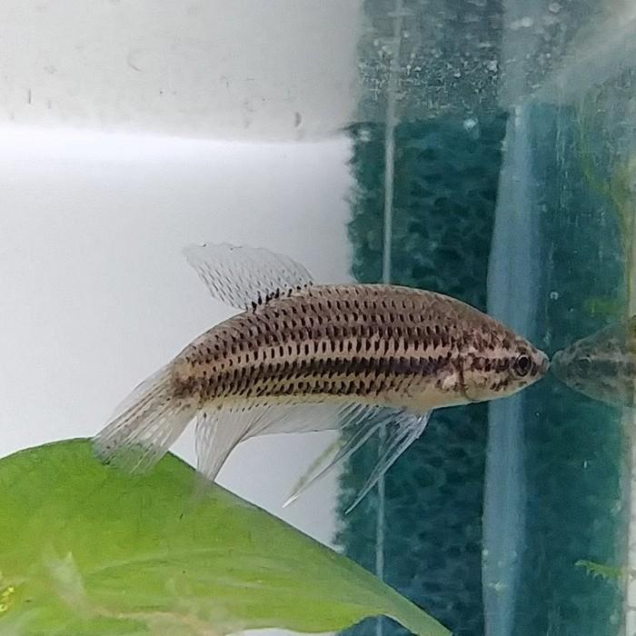 betta smaragdina kopper