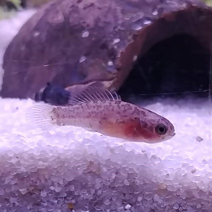 Elassoma evergladei (vrouw)