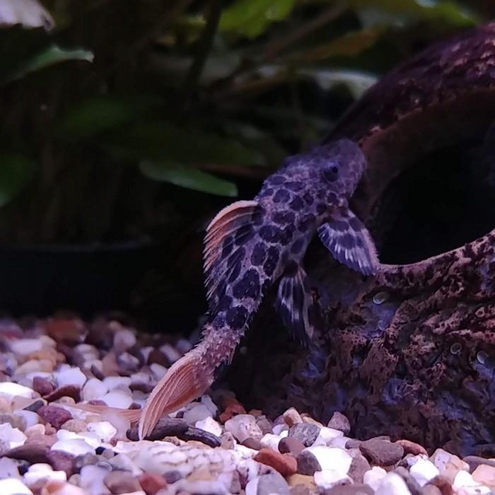 L-600 Pseudacanthicus leopardus