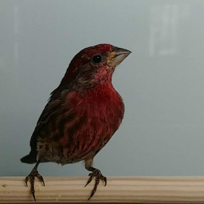 Haemorhous mexicanus x Serinus canaria