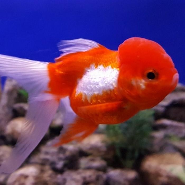 oranda rood/wit