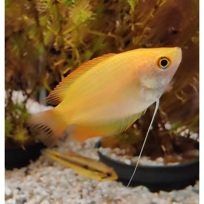 Colisa chuna