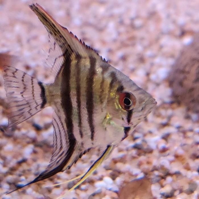 Pterophyllum scalare (zebra)