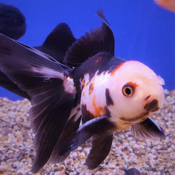 oranda (tricolor)