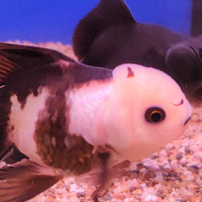 oranda (panda)