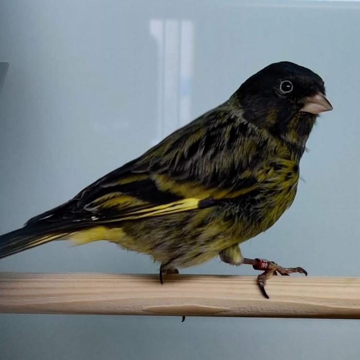 Carduelis notata x serinus canaria