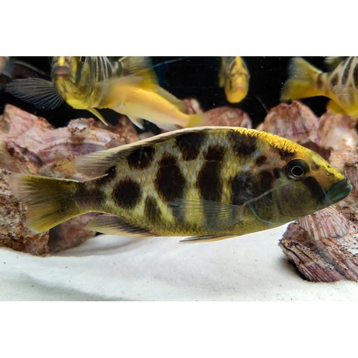 Nimbochromis venustus