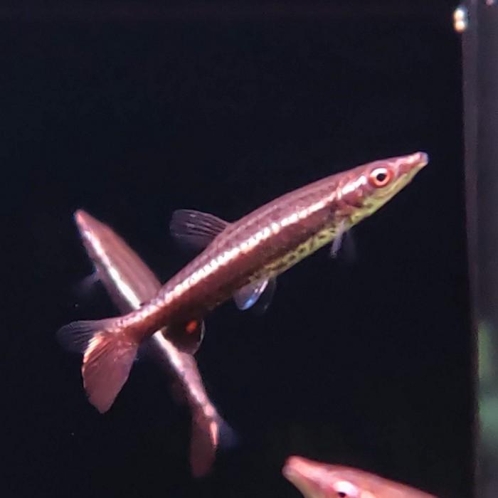 Nannostomus eques
