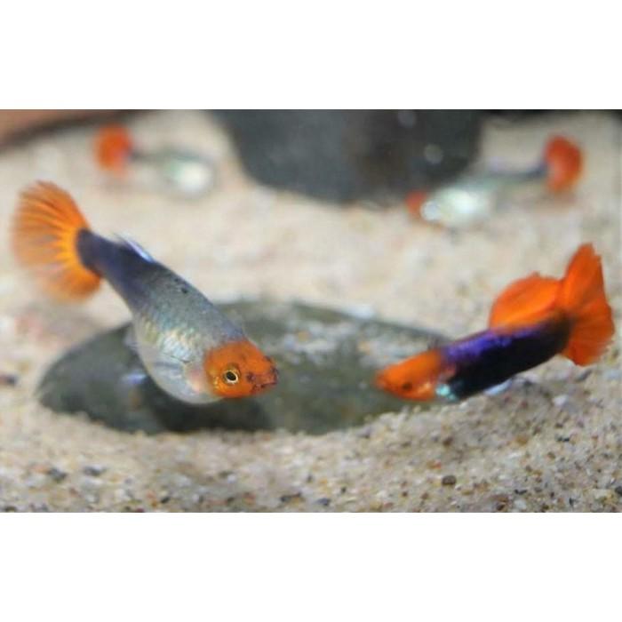 Lebistes reticulatus (Koi Red Tuxedo Red Nose)