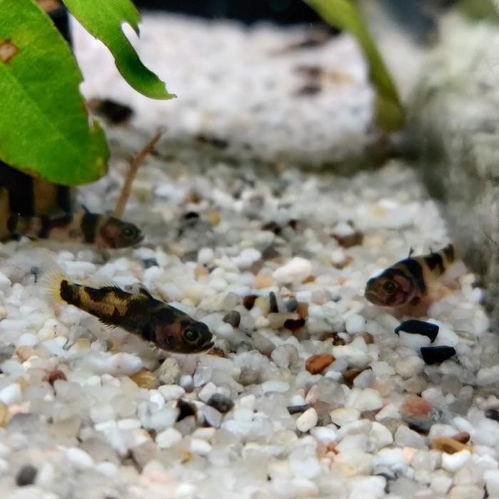 brachygobius spec. ocelot